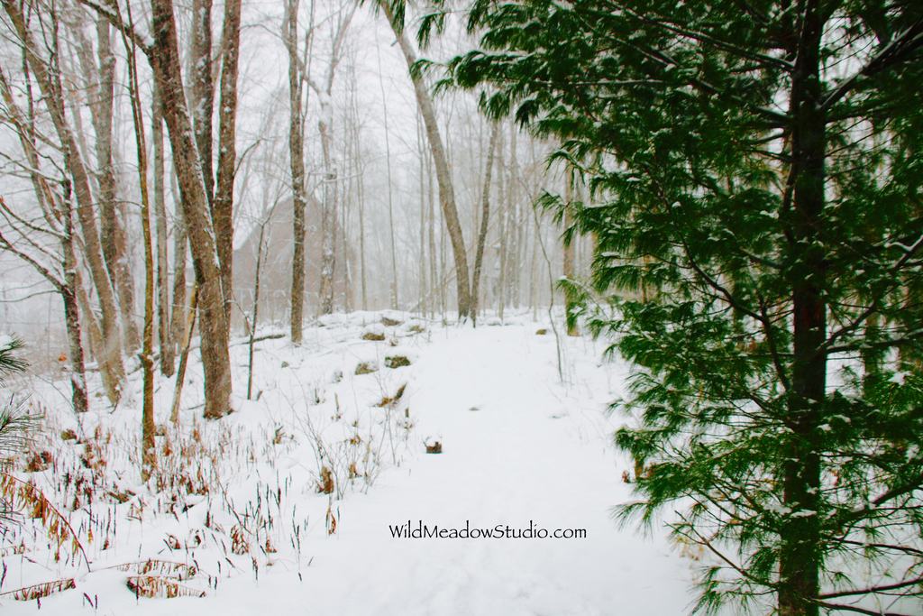 Wild Meadow Studio