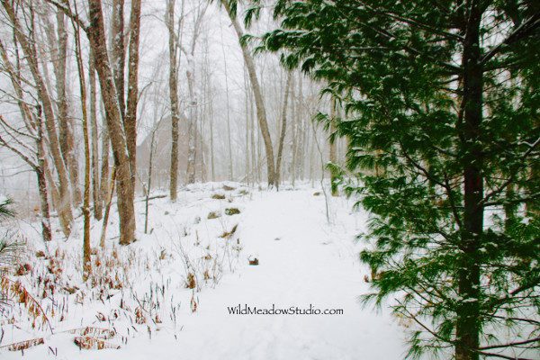 Winter Gallery