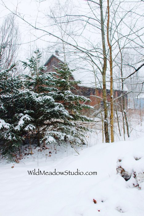 Wild Meadow Studio