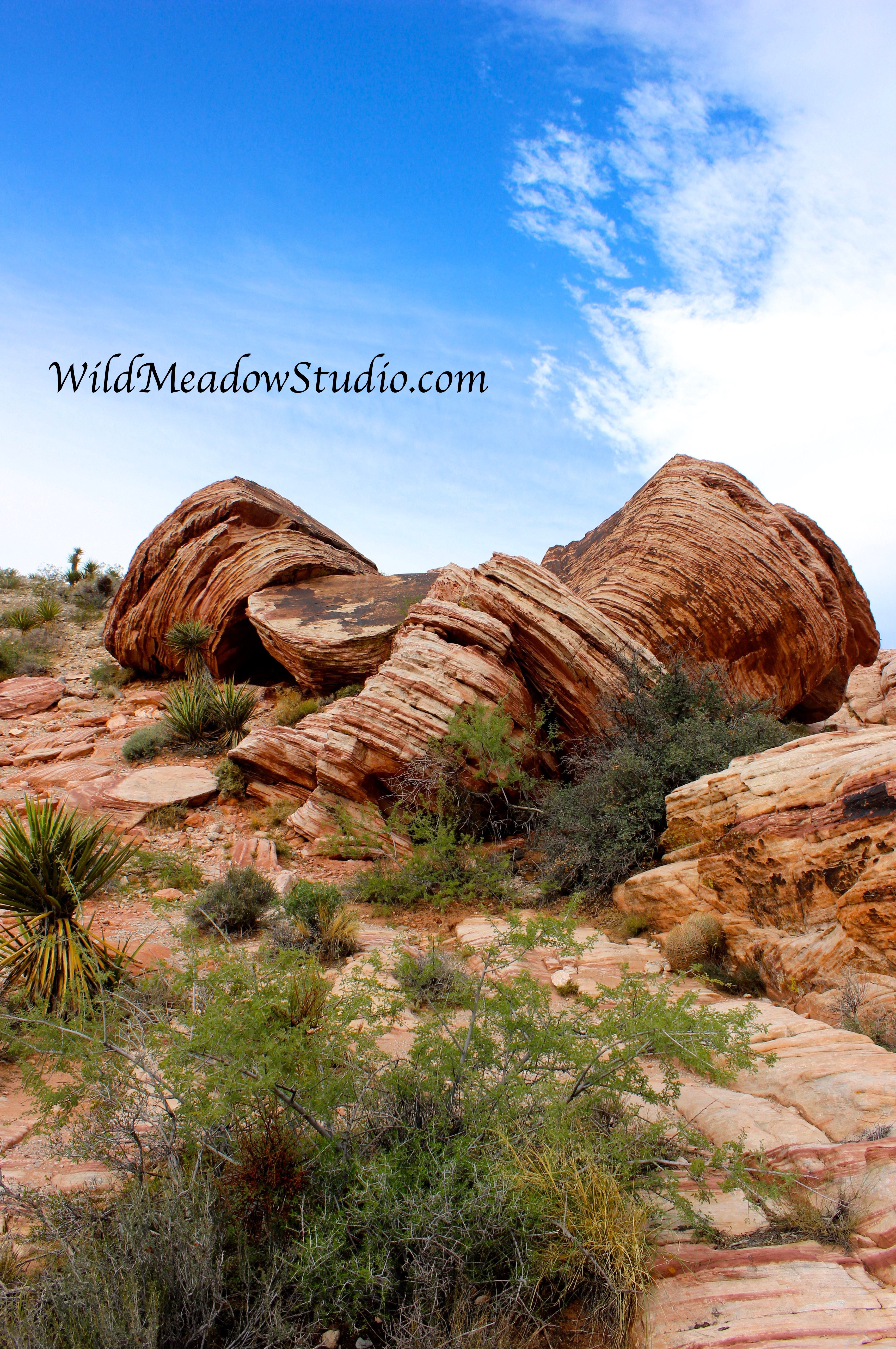Wild Meadow Studio