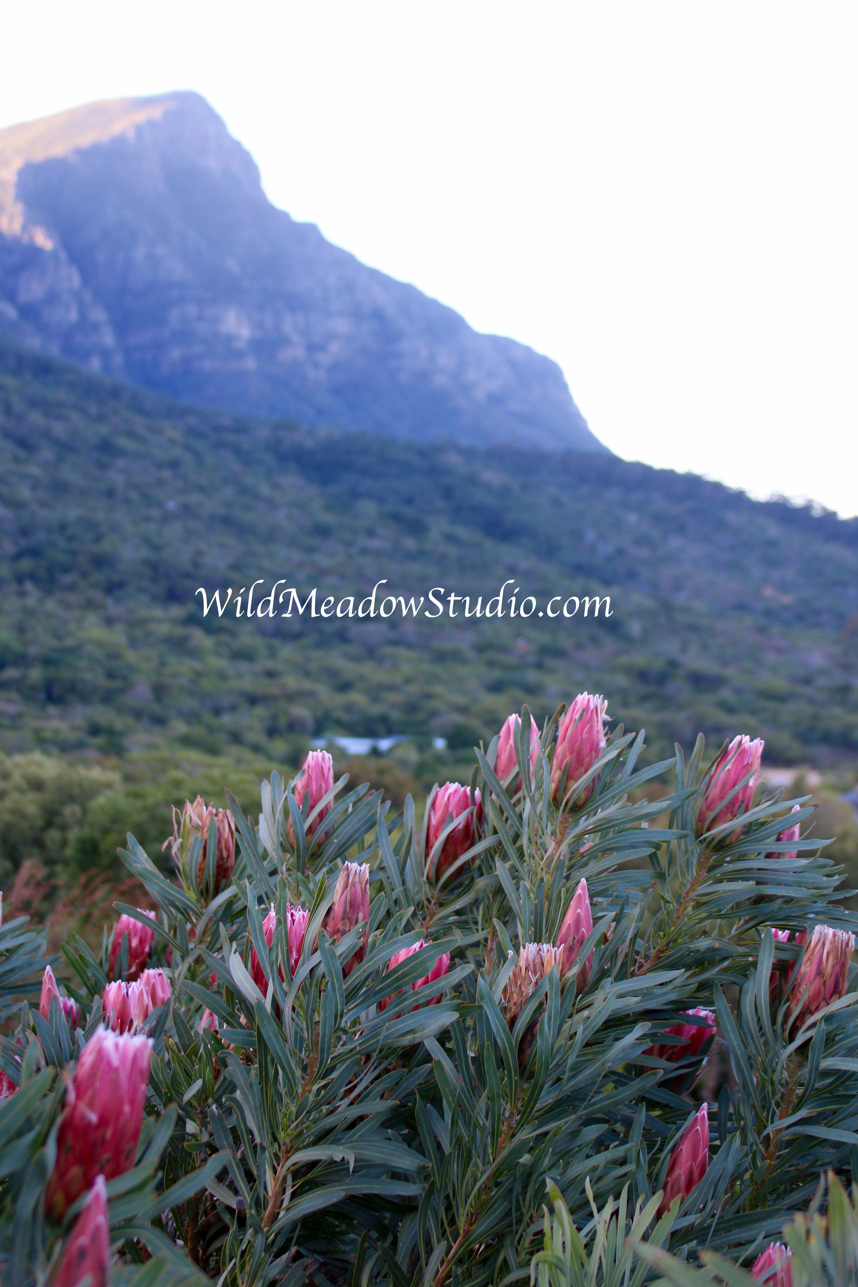 Wild Meadow Studio