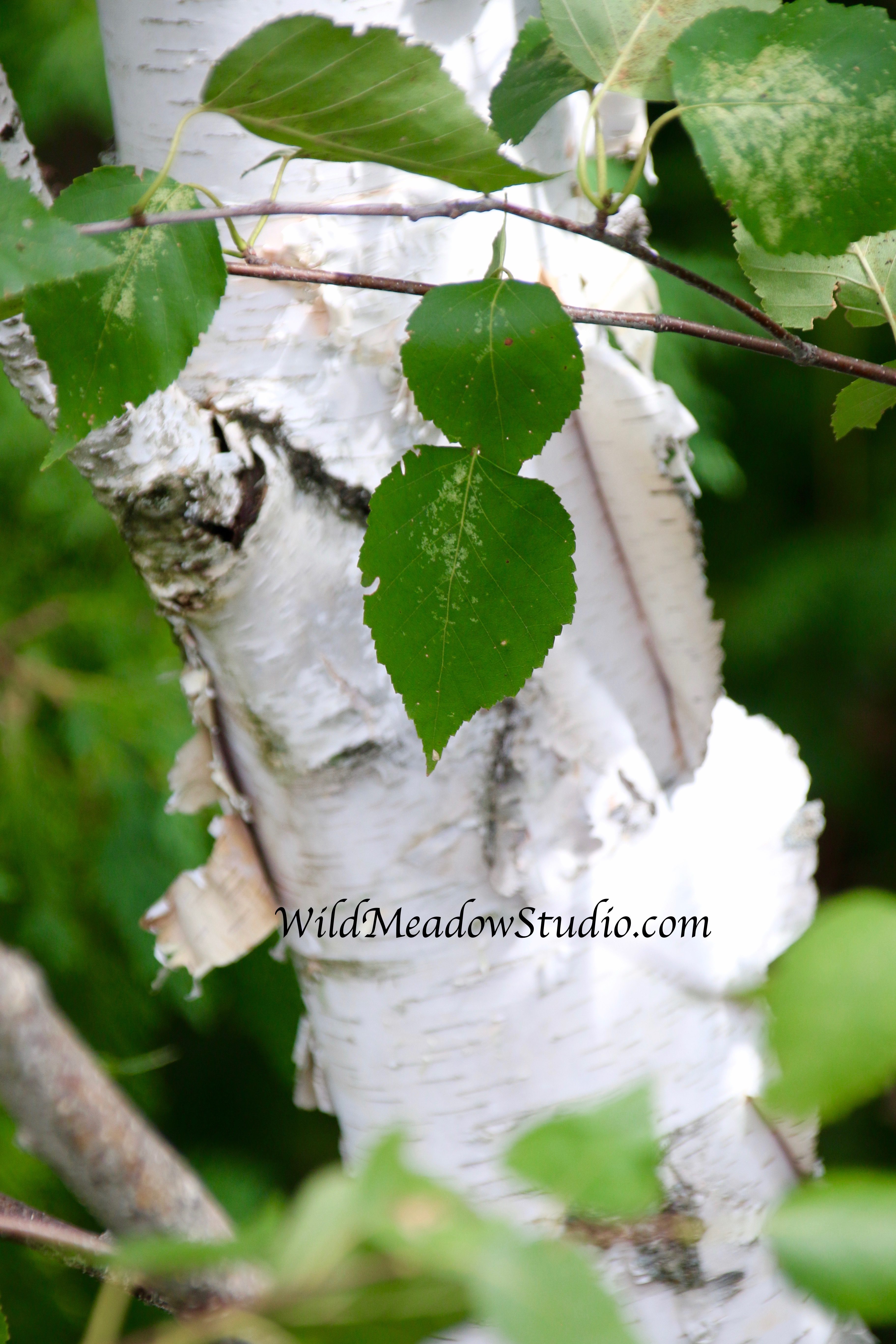 Wild Meadow Studio