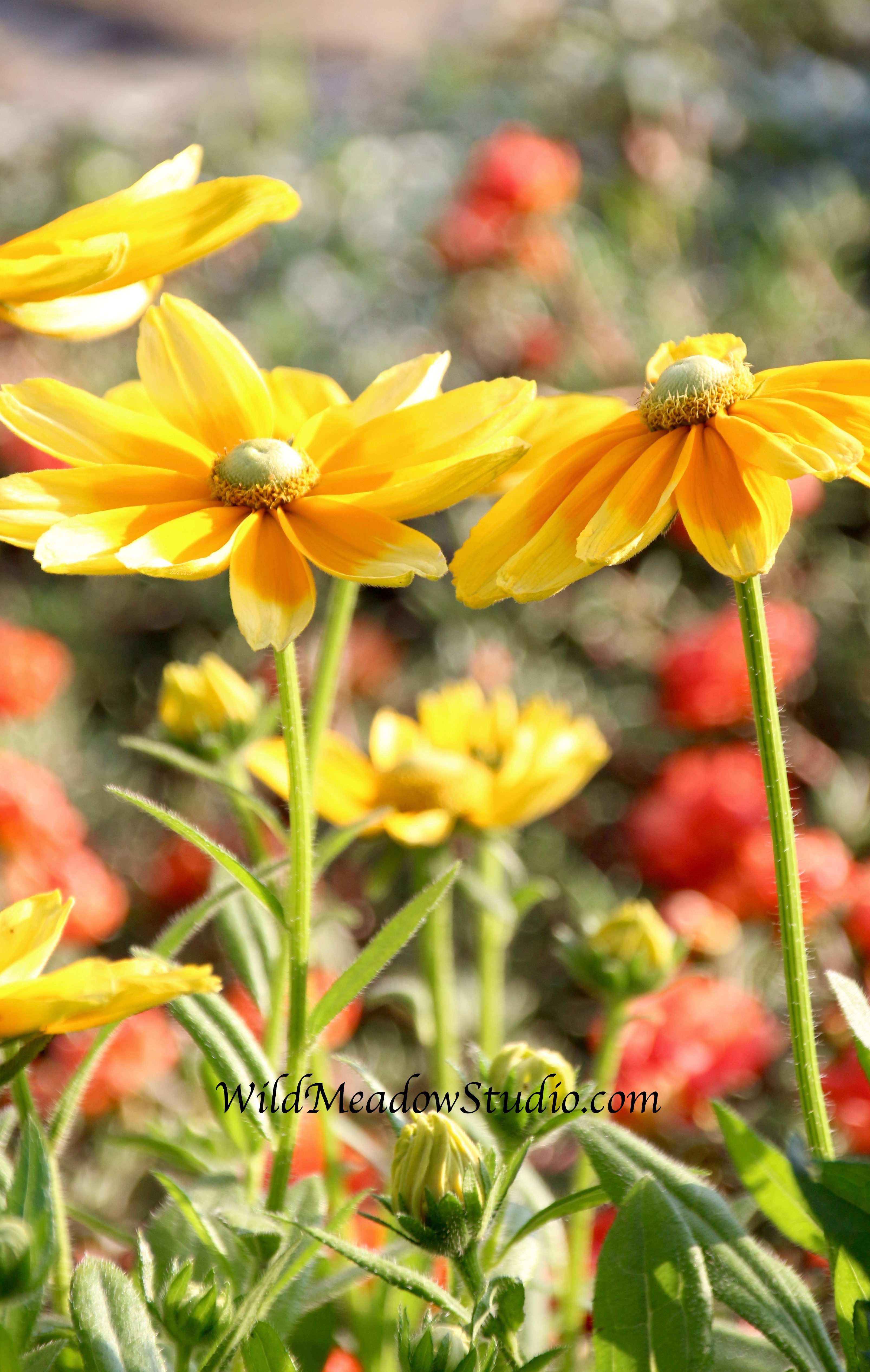 Wild Meadow Studio