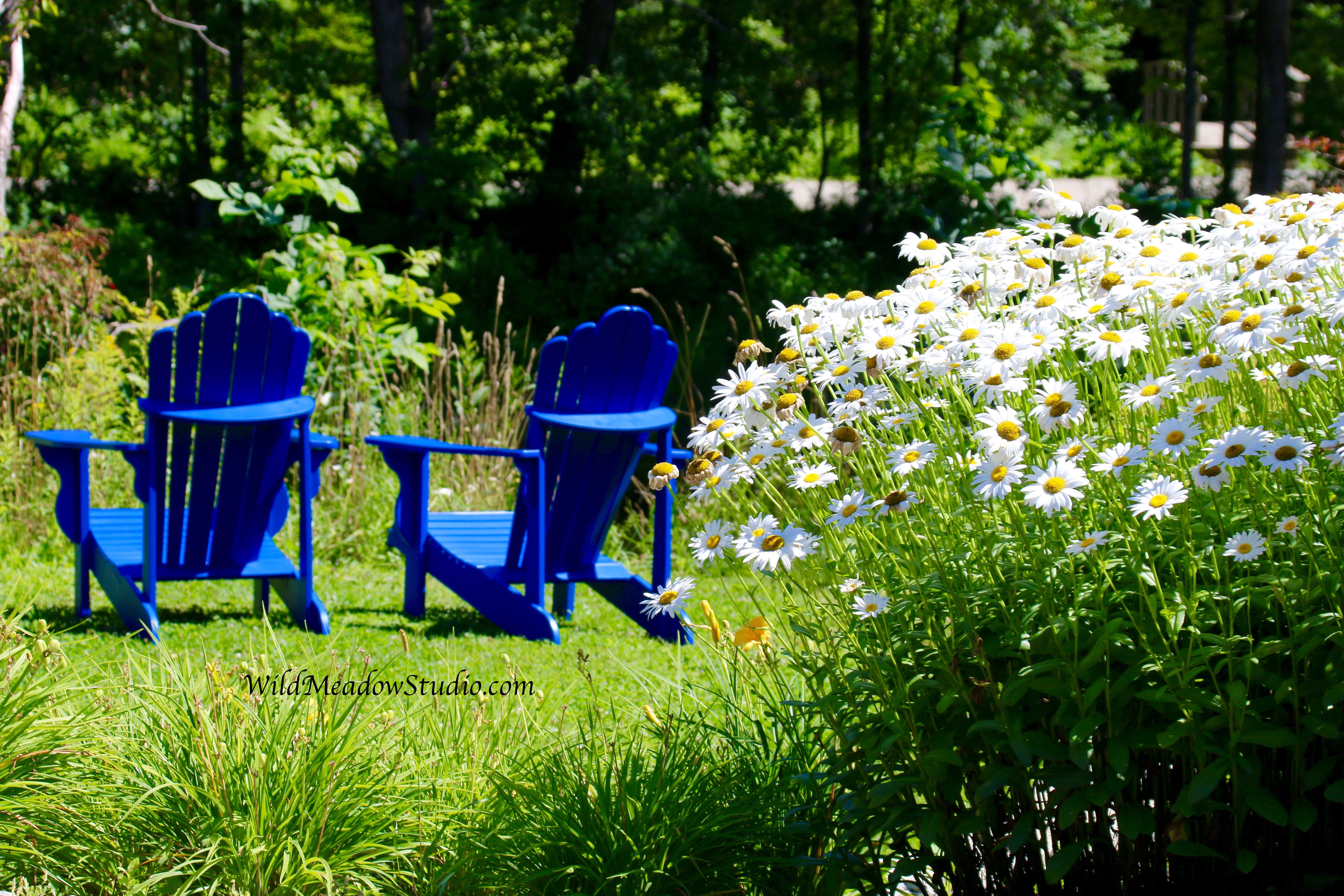 Wild Meadow Studio