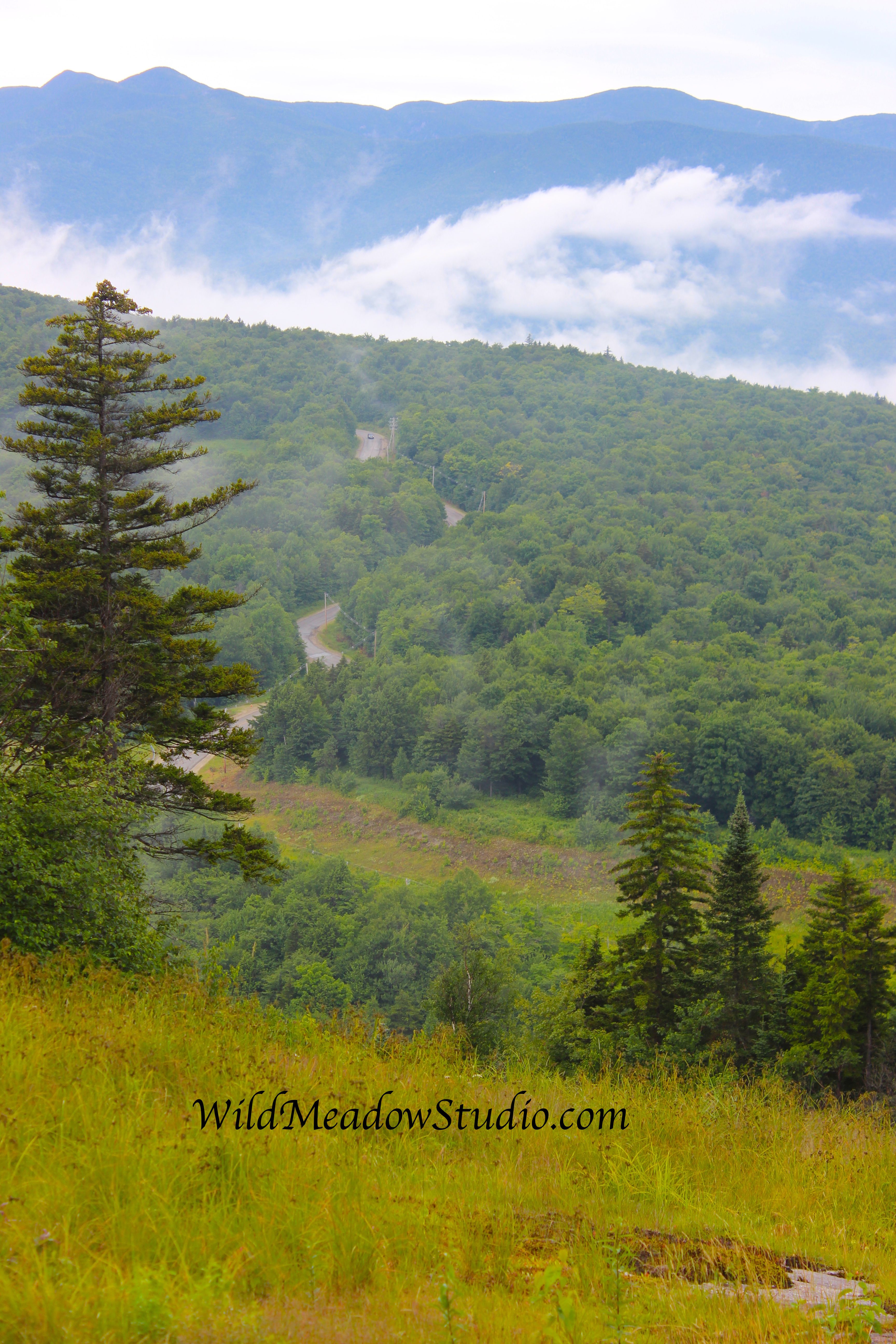 Wild Meadow Studio