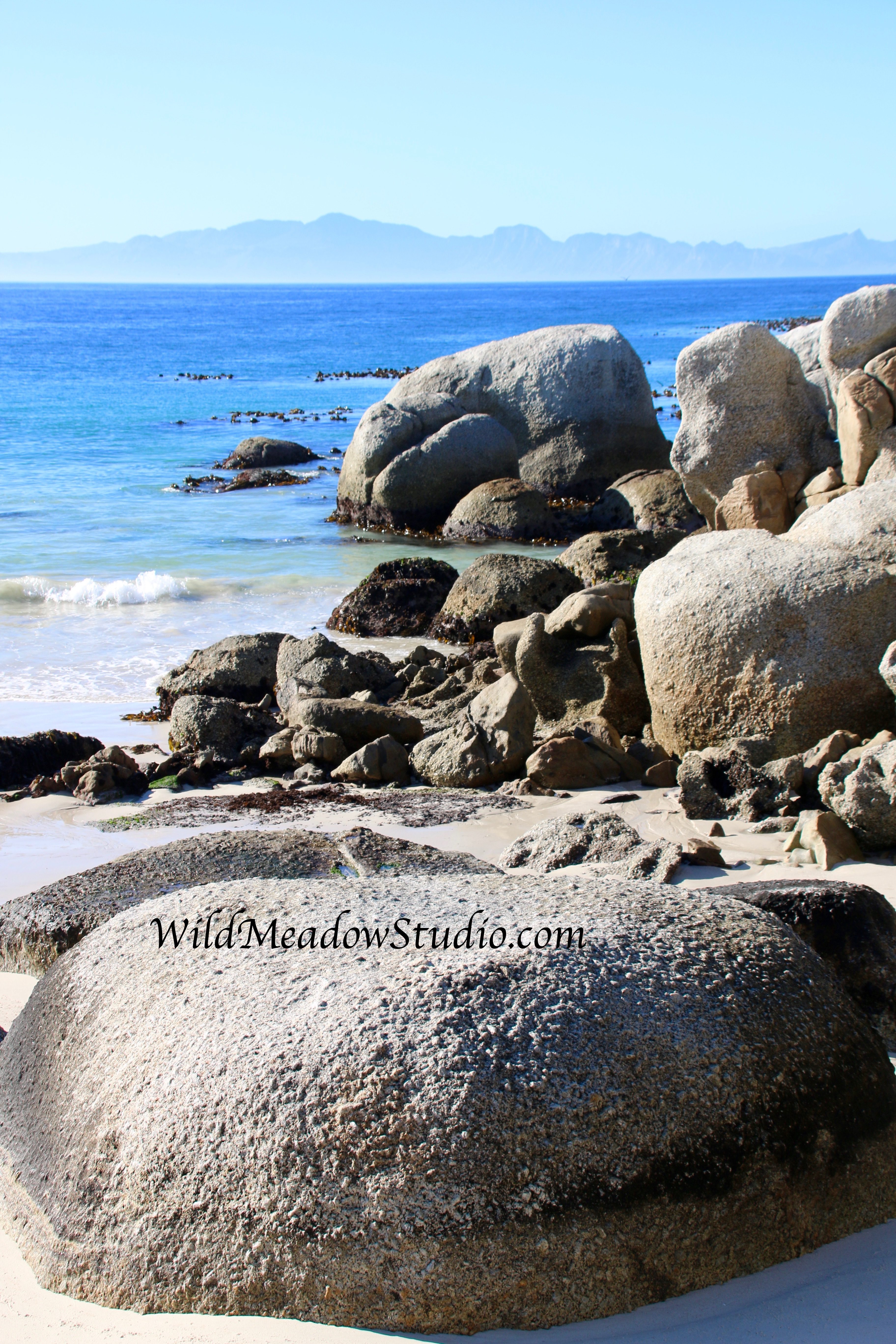 Wild Meadow Studio