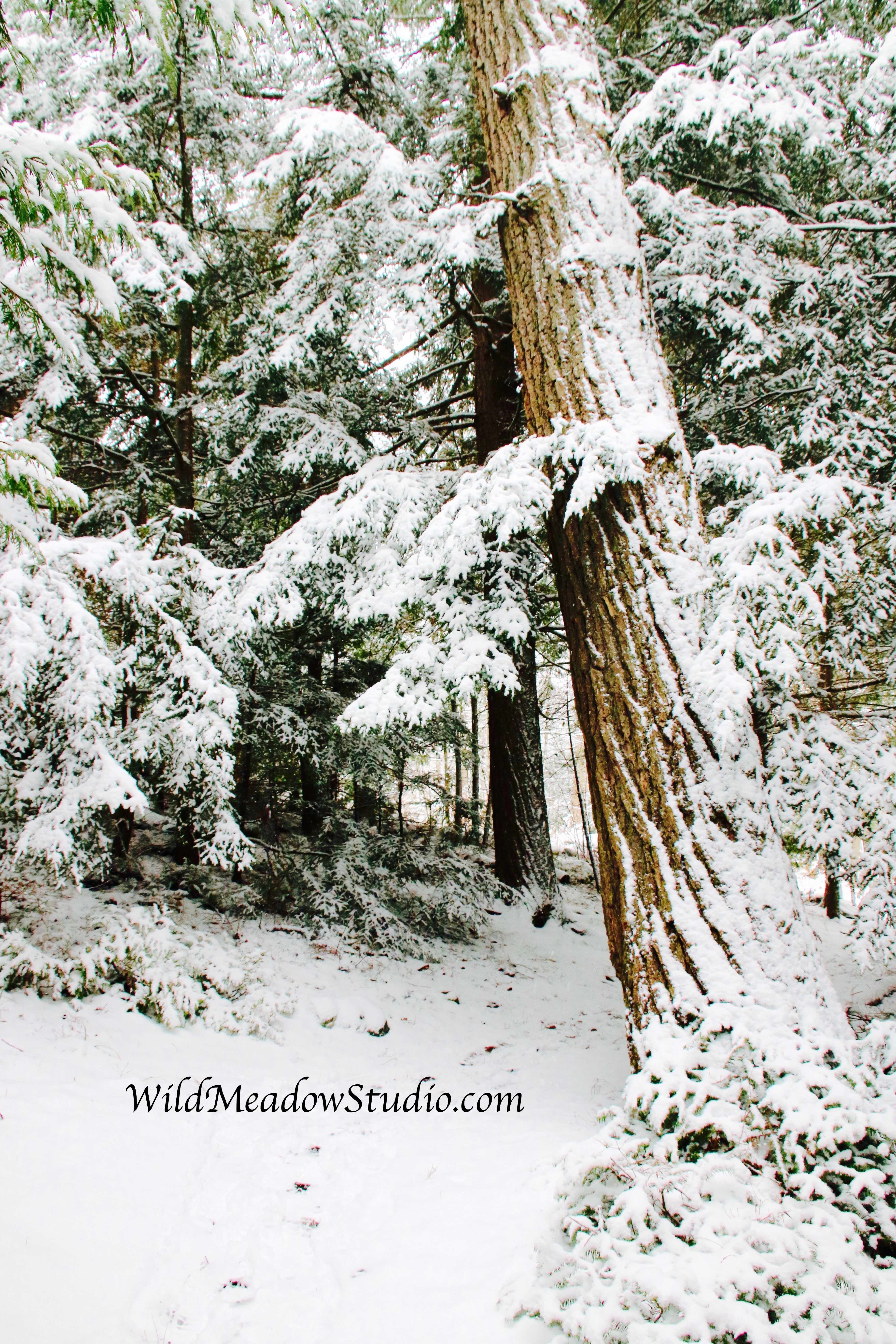 Wild Meadow Studio