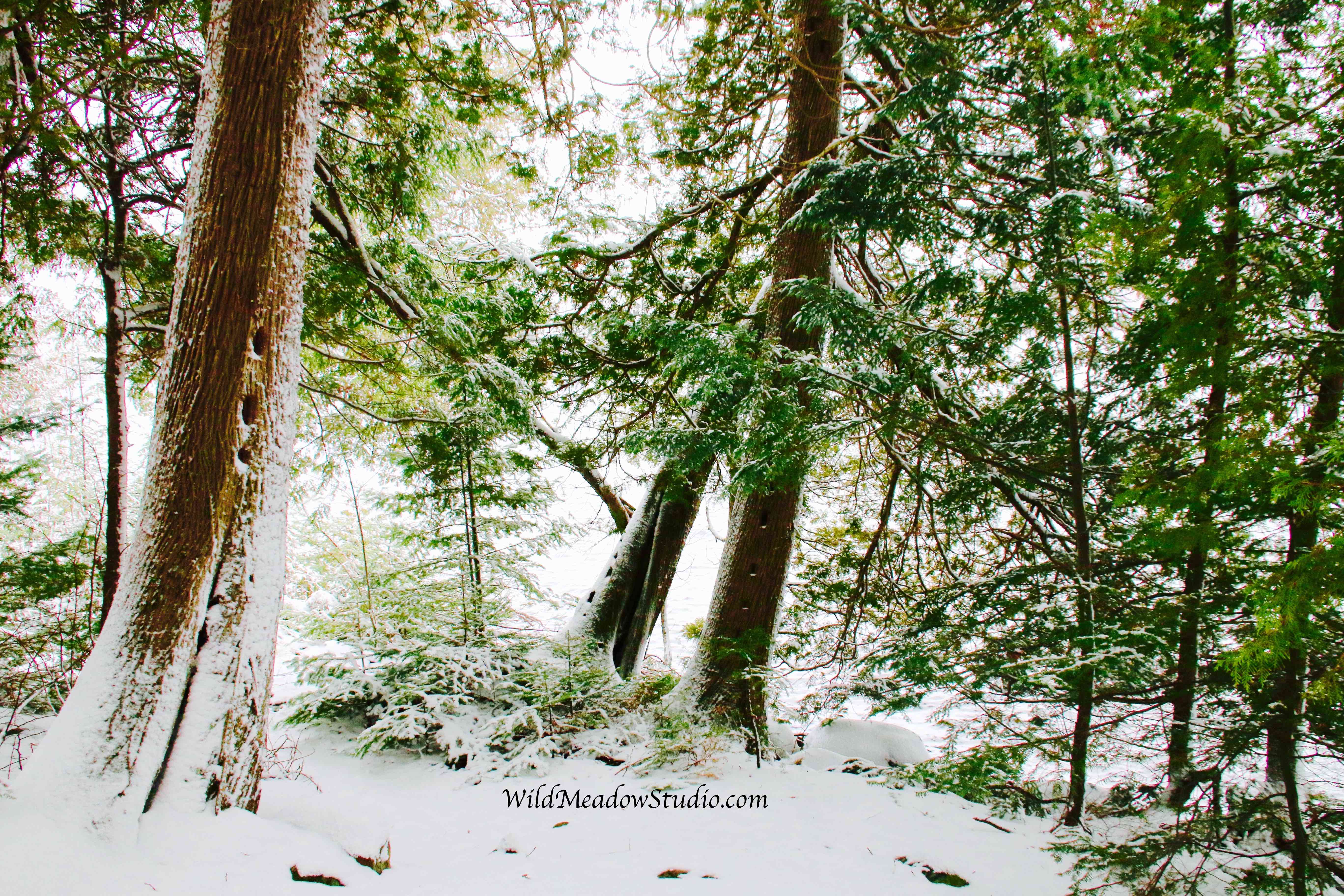 Wild Meadow Studio